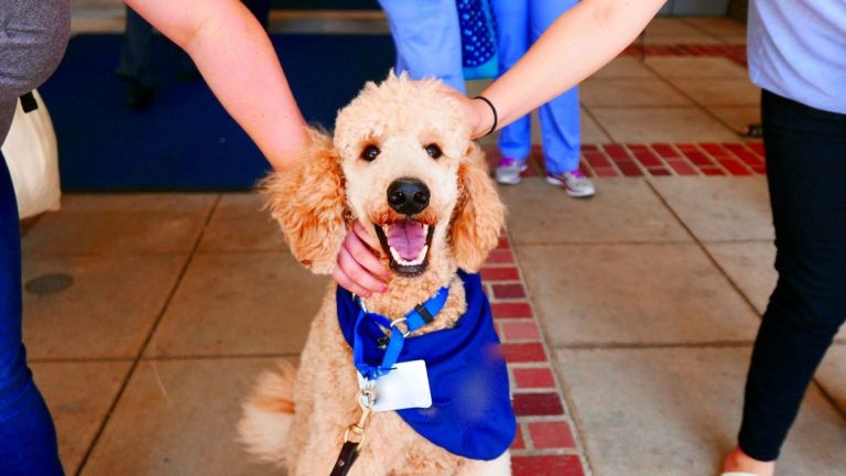 Spending time with a canine reduces stress and can improve focus, analysis finds