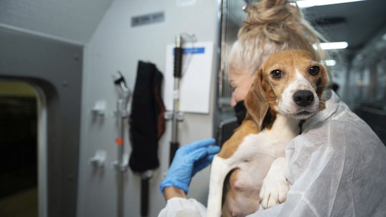 Beagle breeding firm fined €32 million in greatest ever penalty for animal welfare violations