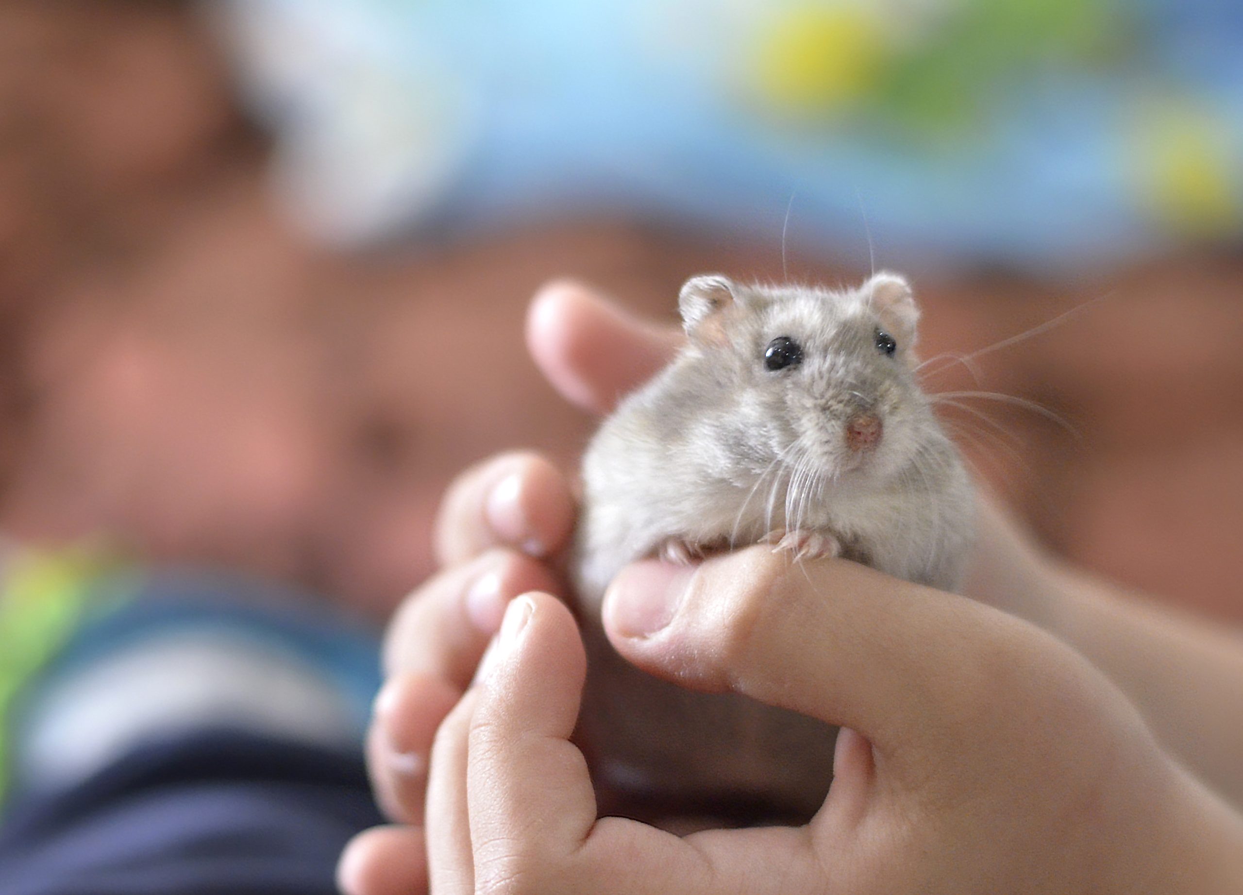 Hamster Snuggling With Napping Proprietor Melts Web