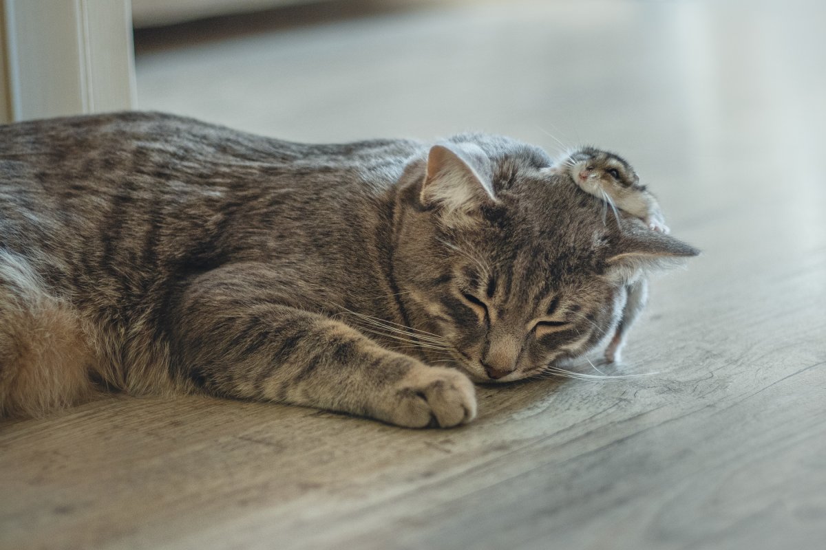 Cat and hamster