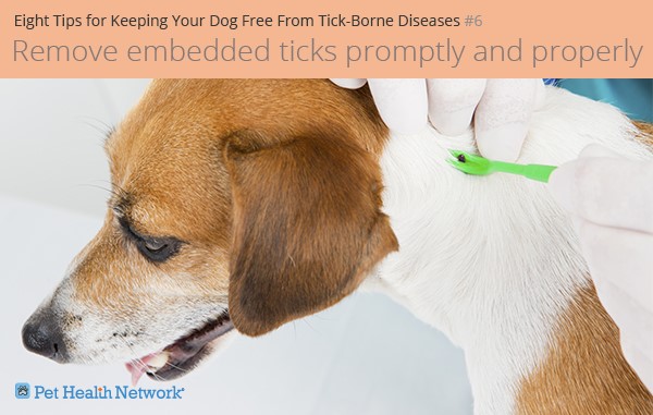 Eight Choices for Retaining Your Canine Free From Tick-Borne Illnesses