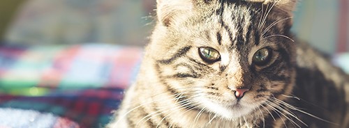 What Cat Owners Must Know