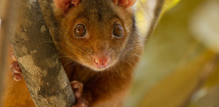 what’s tularemia and would possibly I catch it from a possum?