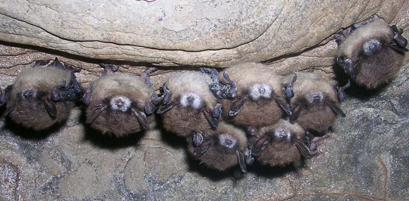 White nostril syndrome is killing hundreds of thousands of bats through a contagious fungus – right here’s easy methods to cease it