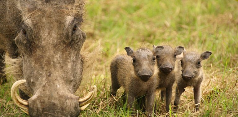 Why warthogs are useful in figuring out how bovine TB spreads