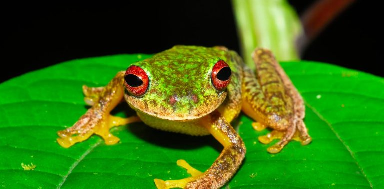 Deadly frog fungus has worn out 90 species and threatens a complete bunch further