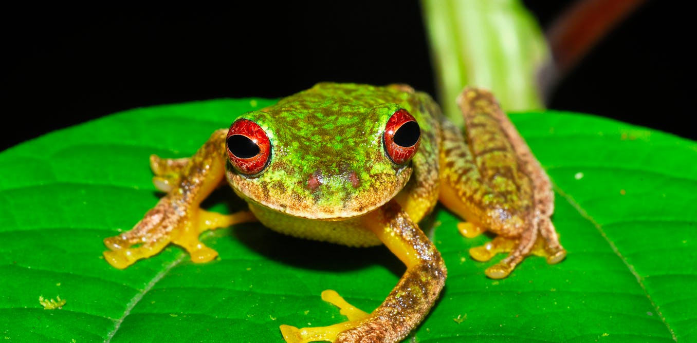 Lethal frog fungus has worn out 90 species and threatens a whole bunch additional