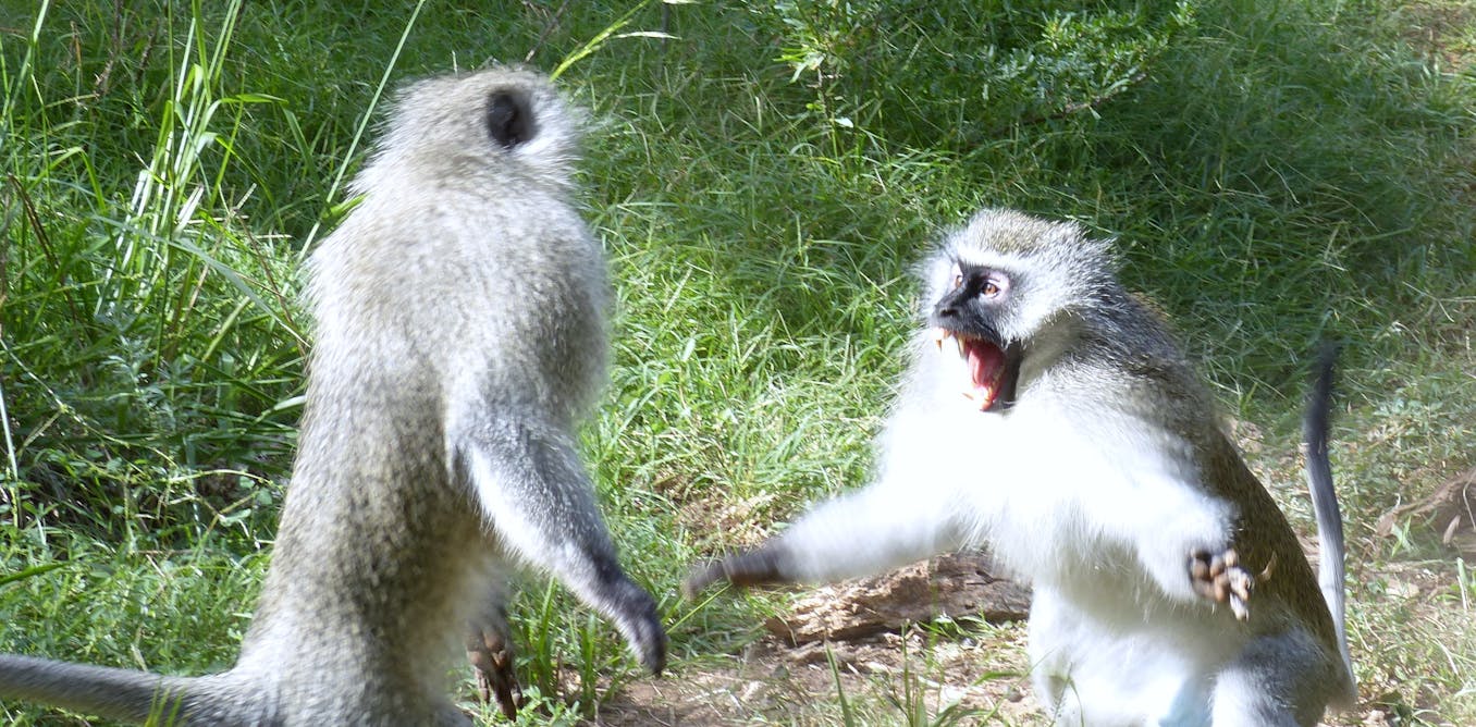 Why monkeys assault sick members of their troop – and don’t socially distance the least bit