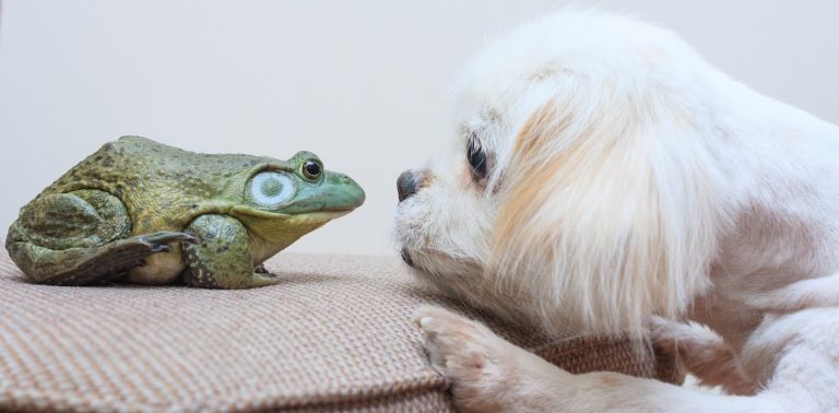 Coaching an animal? An ethicist explains how and why your canine − however not your frog − might be punished