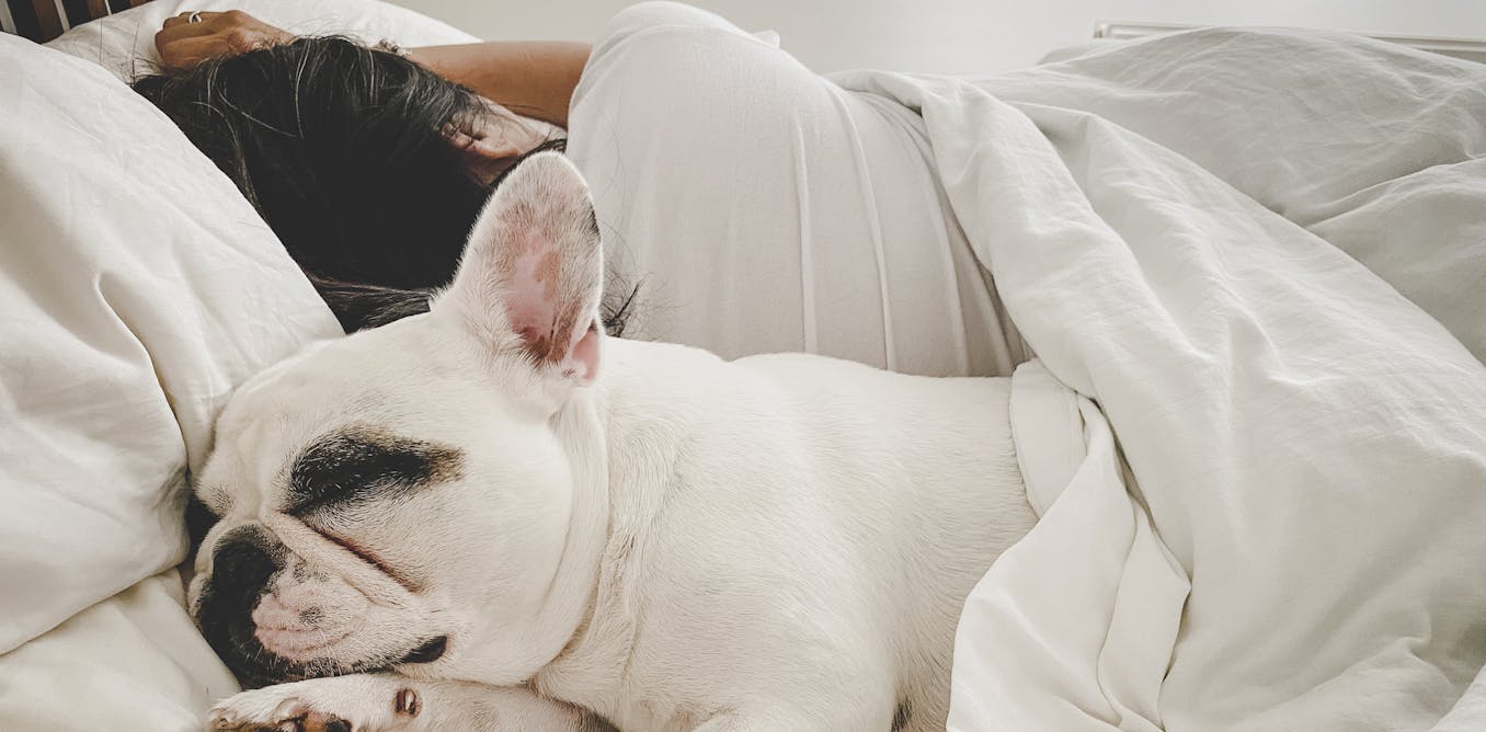 Could sharing a mattress room collectively alongside along with your pets be preserving you from getting a improbable night time time time’s sleep?