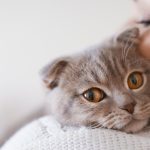 Why cats meow at individuals larger than each other