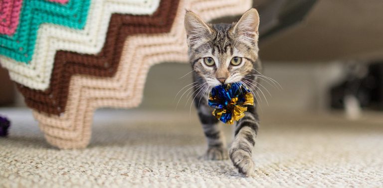 Cats and canine each prefer to play fetch − it’s rooted of their looking instincts