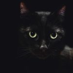 Animals that are all black or all white have reputations based on superstition − biases which have precise outcomes