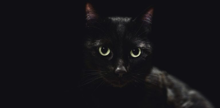 Animals which are all black or all white have reputations primarily based on superstition − biases which have actual results