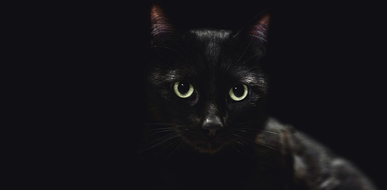 Animals that are all black or all white have reputations based on superstition − biases which have precise outcomes