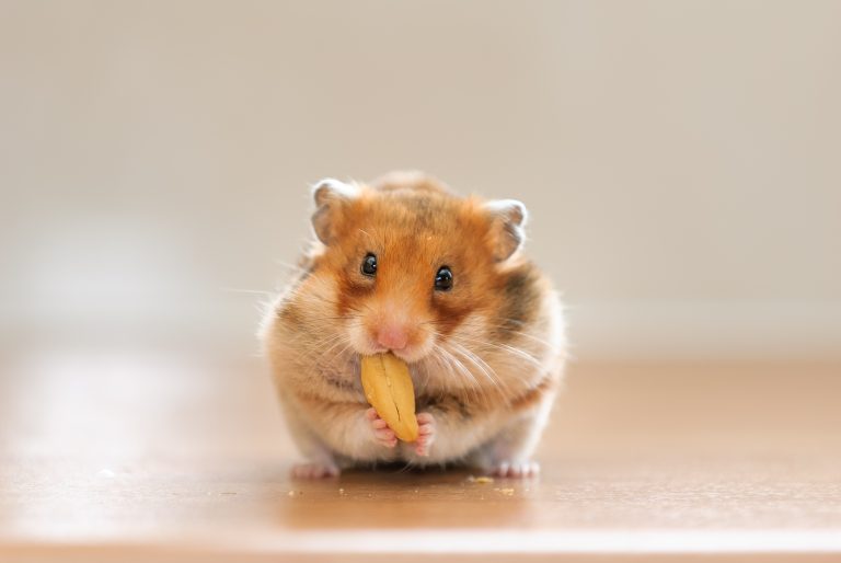 Web Obsessed With Hamster Having fun with Spa Day—’Residing the Excessive Life’