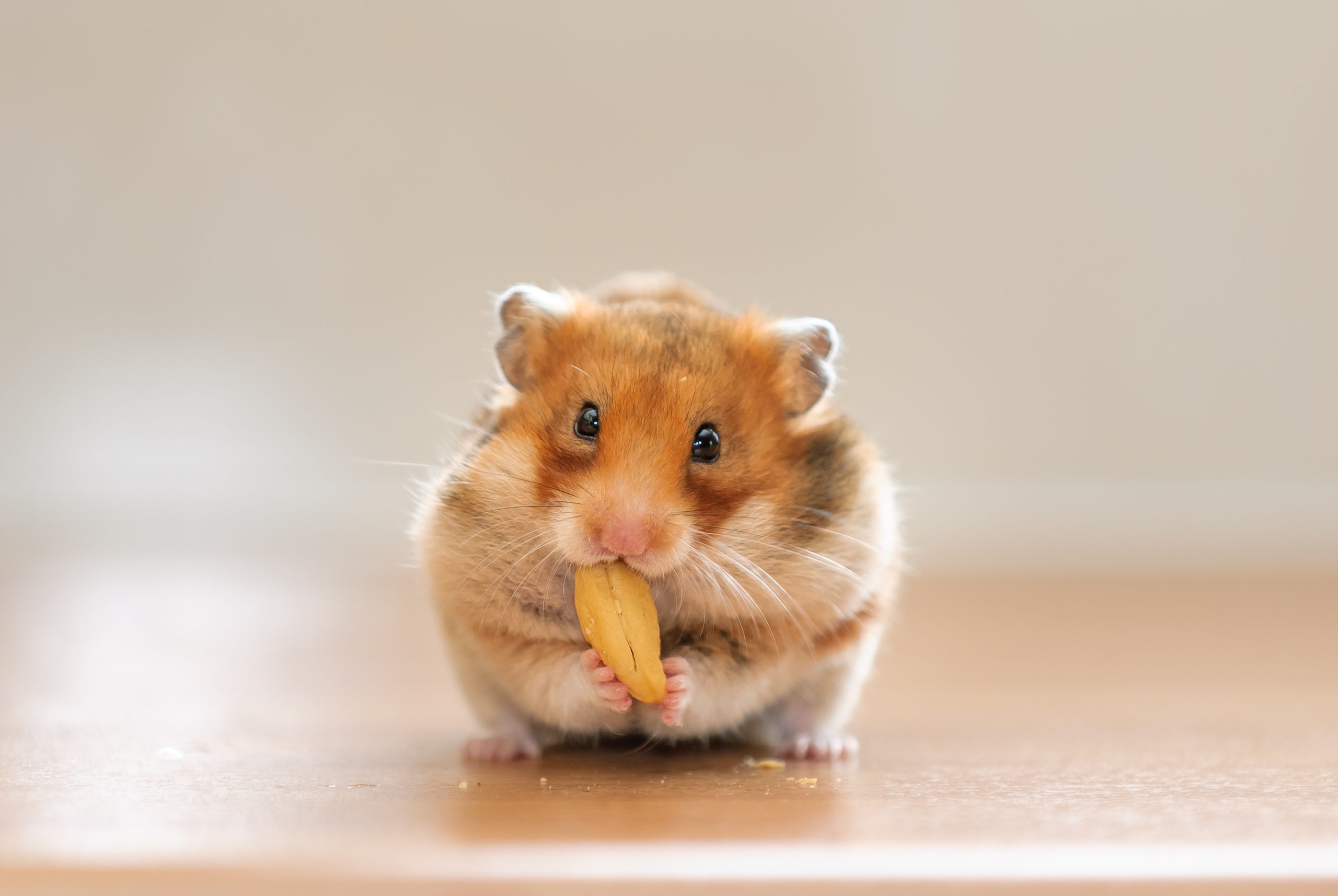 Net Obsessed With Hamster Having enjoyable with Spa Day—’Residing the Extreme Life’