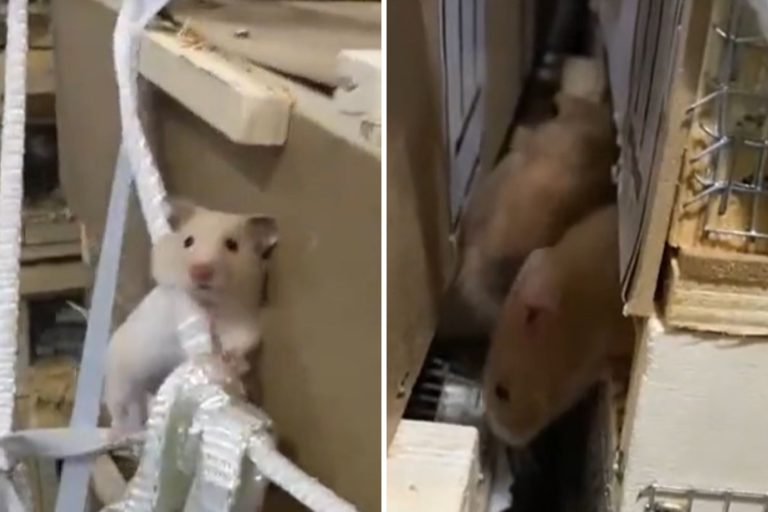 Flight Grounded As A complete bunch of Hamsters Escape in Cargo Keep ‘Jail Break’