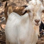 Combating the Democratic Republic of Congo’s goat plague