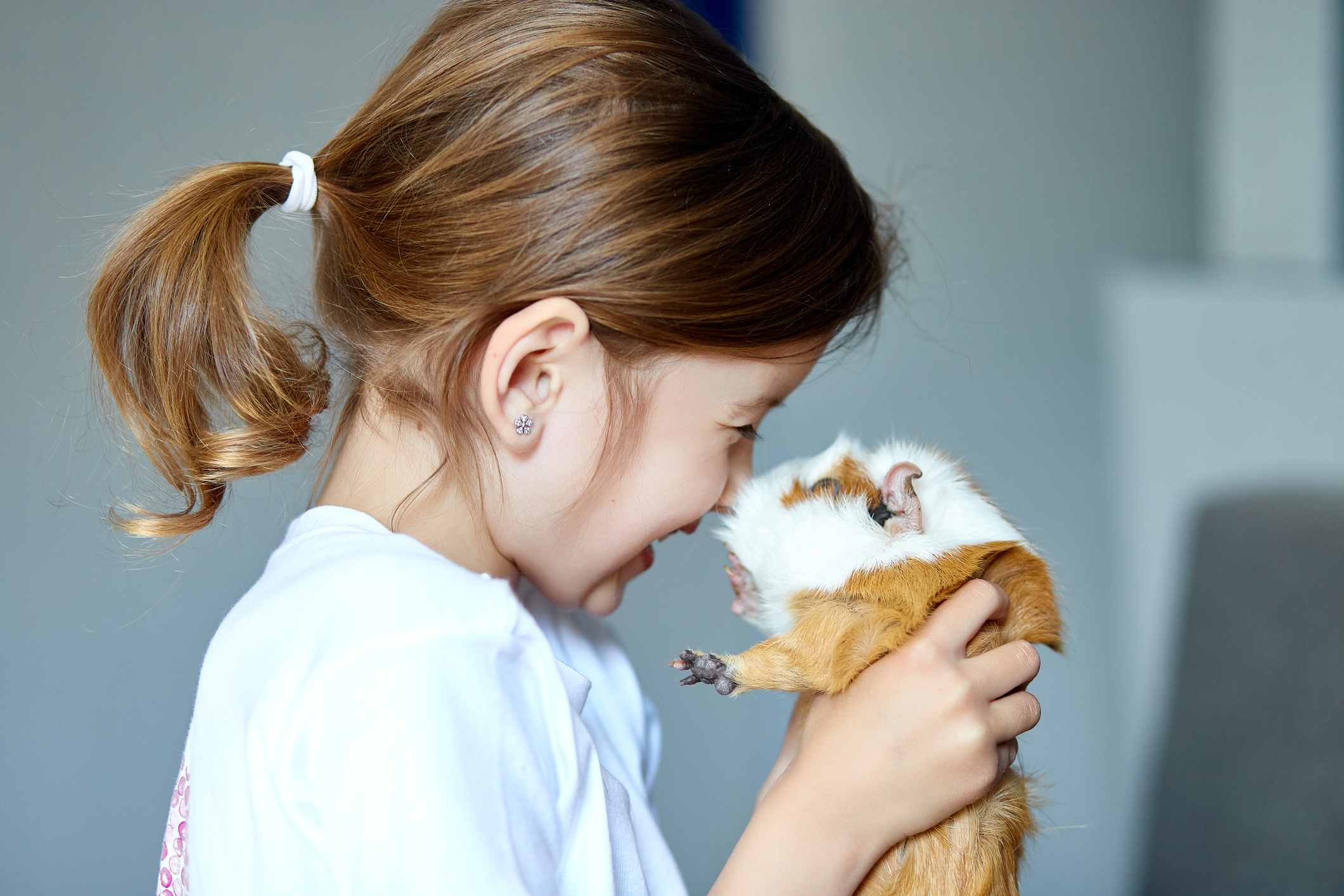 Hamsters Vs Guinea Pigs — Which Makes the Greatest Pet for Youngsters?