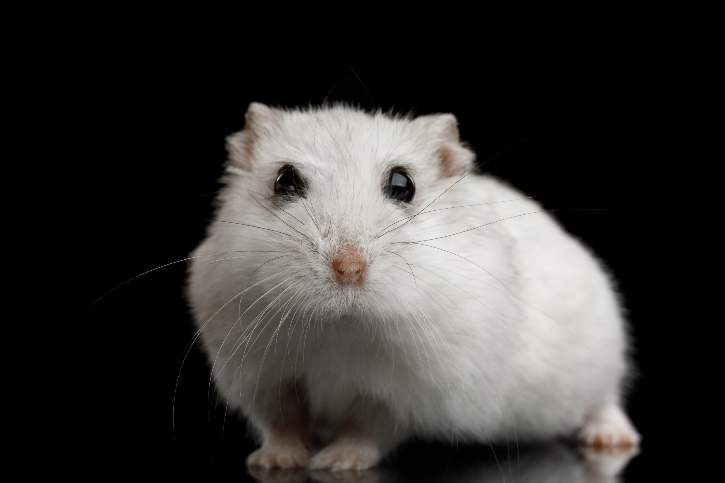 Rogue Hamster Bites Teen Watching ‘Spider-Man: No Technique Residence’ in Alabama Theater